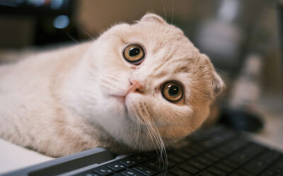 KI im KMU-Alltag sinnvoll nutzen